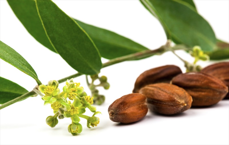 Jojoba oil